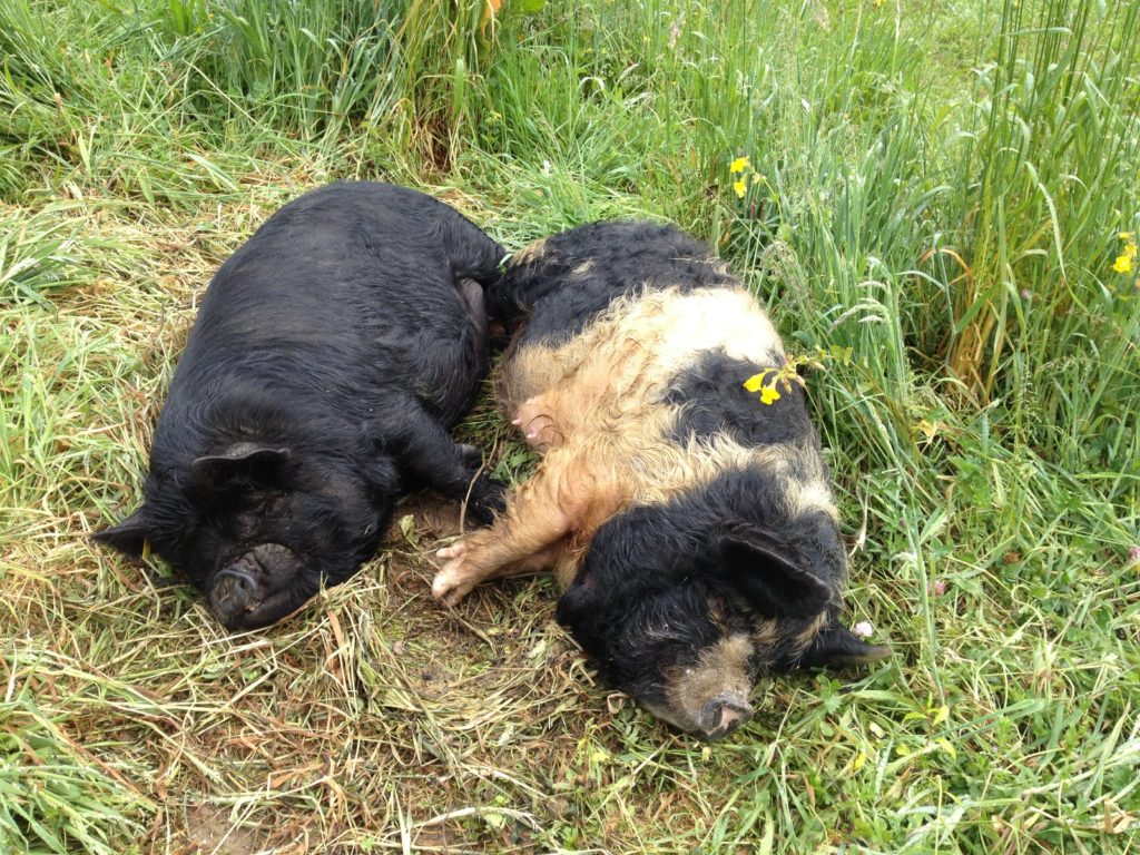 Two sows