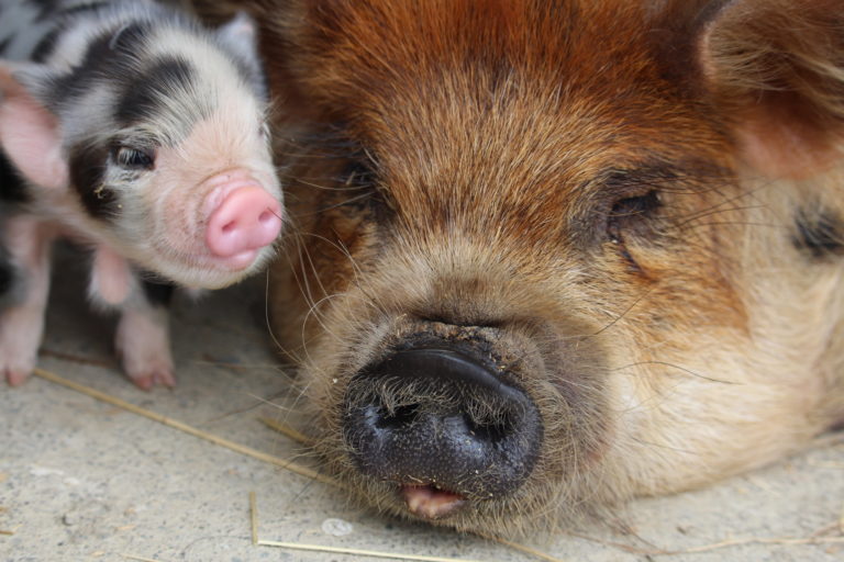 Kunekune Gallery - The New Zealand Kunekune Association